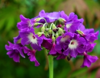 Attractive open bell-like flowers with a fabulous scent.